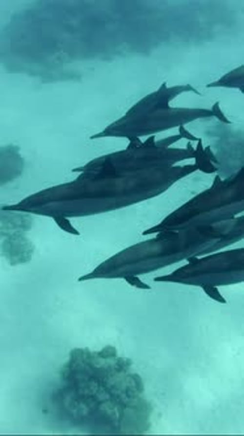 Pod of Dolphins Swimming Together in the Ocean
