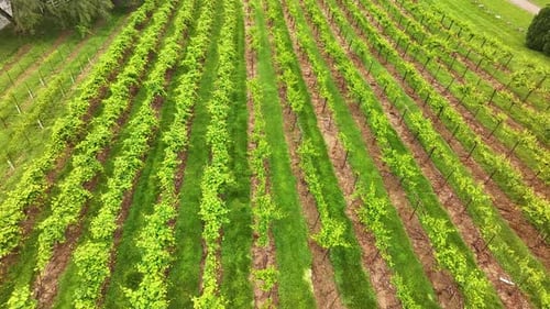 Overhead drone view of a grape vineyard with rows and rows of vines in the countryside on a beautifu