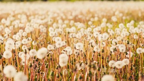 Zeitlupenaufnahmen eines Löwenzahnfeldes unter sanfter Brise, das Ruhe und Natürlichkeit verkörpert