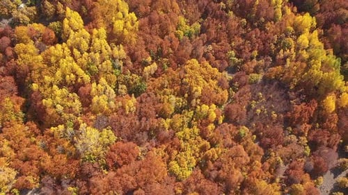Aerial View Of Colorful Forests On A Sunny Autumn Day
