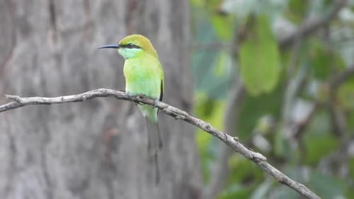 Bee eater UHD MP4 4k UHD Video ...