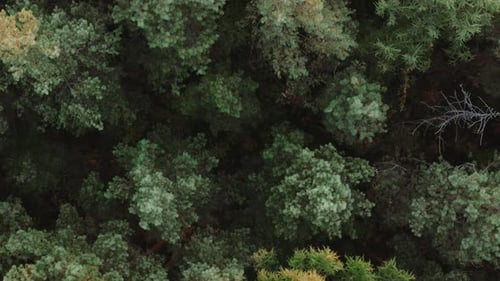 Top Down Aerial Autumn Forest Fall Woodland