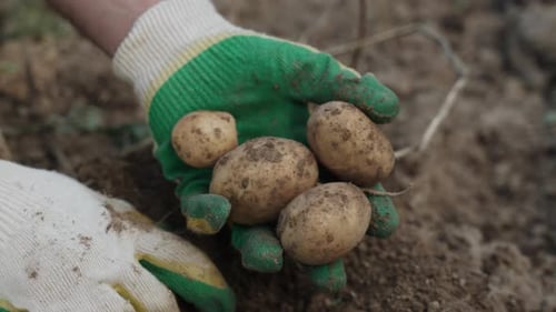 Hand Holding Freshly Harvested Potatoes