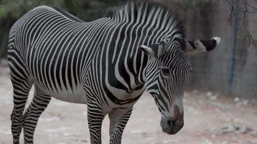 Beautiful black and white striped Zebra close up shot.