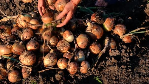 Collects Onions in a Basket in the Garden Selective Focus