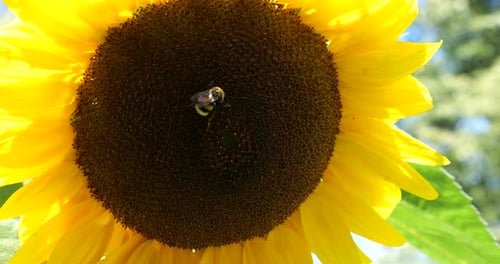 Bumble Bee Pollinating a Vibrant Sunflower