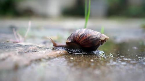 Snails walk on puddles of rain