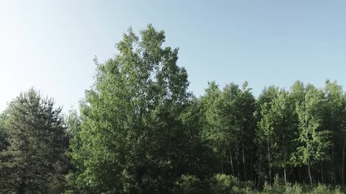 Beautiful Forest and Nature Landscape at Summer Time Trees and Forest Nature Landscape the Wind