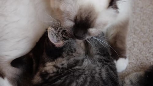 love hope peace help considerate cute happyness two cats taking care of each other