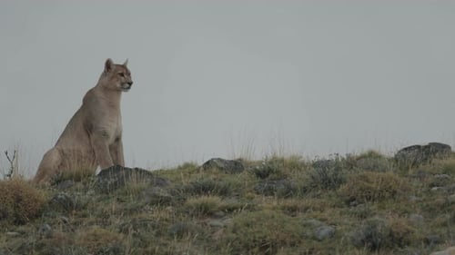 Puma surveying the horizon on a hilltop