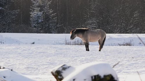 Wild Horse Grazing and Playing in Snowy Belarus Field CloseUp