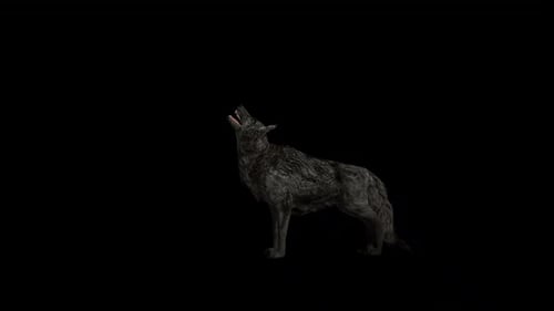 Black Wolf Howl Loop