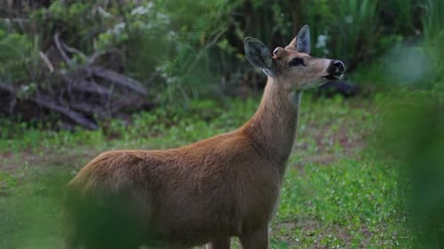 Rehe stehen auf Waldlichtung, umgeben von grüner Vegetation, in Alarmbereitschaft