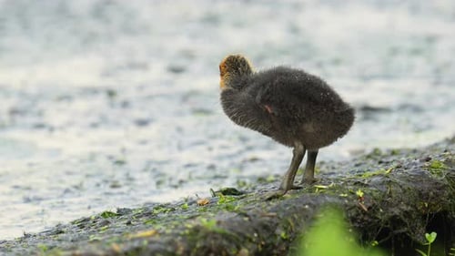 Cute baby coot bird gets fed by parent in slow motion