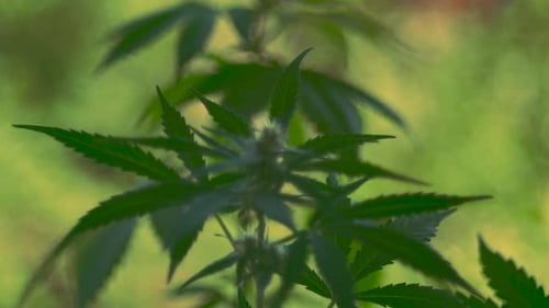 Close up of Cannabis Marijuana plant. THC drug flower leaf, green buds moving in the wind. Focus pul