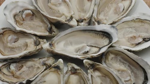 Fresh raw edible oysters, popular shellfish seafood close-up.