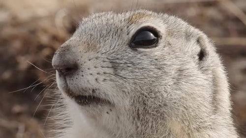 Um retrato em super closeup de poses engraçadas de Gopher para a câmera Câmera lenta