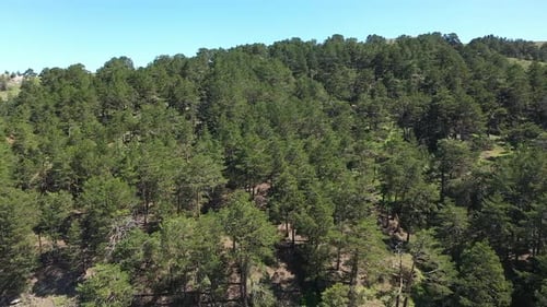 Vista aérea da colina coberta de árvores