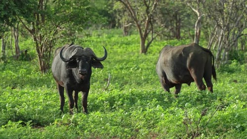 Dos búfalos africanos del Cabo de pie en un campo verde.