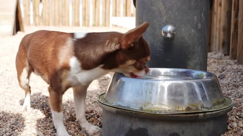 Chihuahua sediento bebiendo del tazón