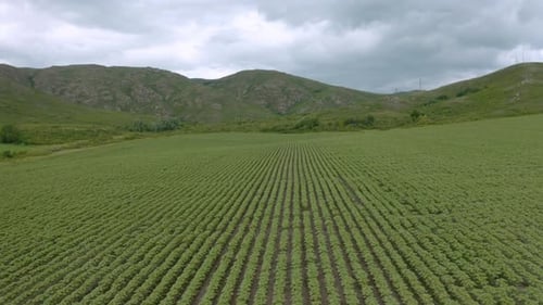 Campos de girassol nas Terras Altas