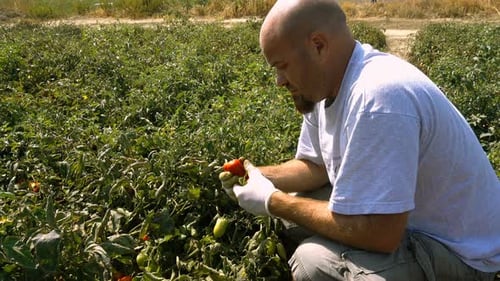 bald man picking tomtoes in the field- south of Italy
