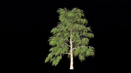 Delonix-Baum