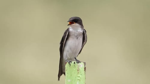 Close up of a Tree Swallow on a fence post
