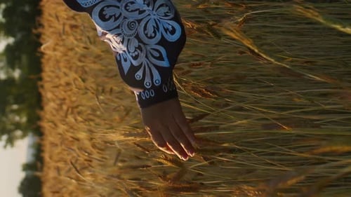 Hand Gently Brushing Across Ripe Wheat at Sunrise