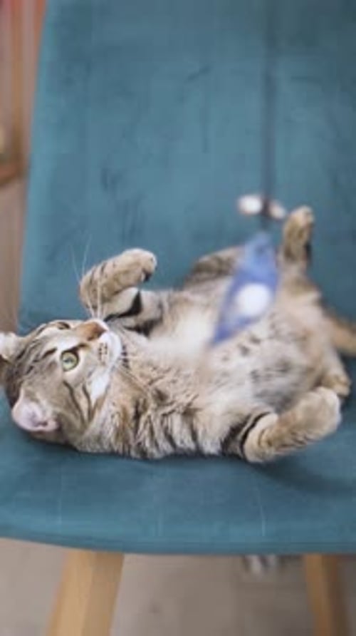Tabby Cat Playing with Toy on Blue Chair
