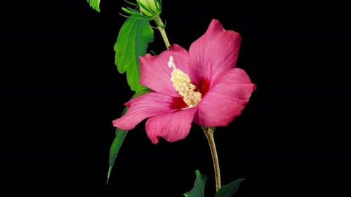 Elegant Pink Flower Blooming on Black Background