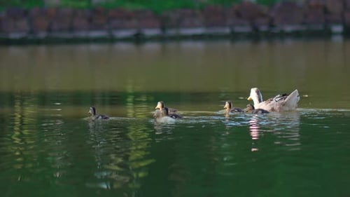 Slow motion footage of wild duck swimming with ducklings in pockmarked lake