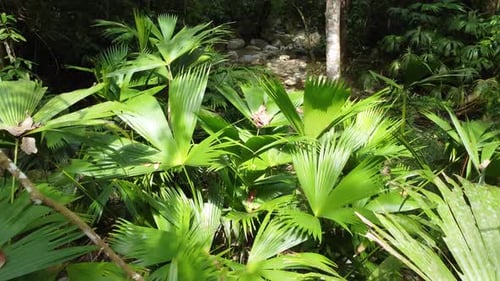 Lush green foliage under the bright sunlight in Santa Marta, Colombia, tropical forest scene