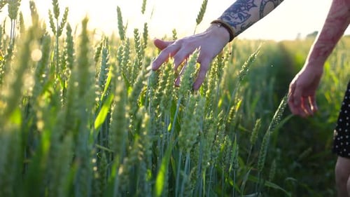Young Girl Walking Through the Barley Field and Gently Touching Ripening Ears of Crop Female Arm