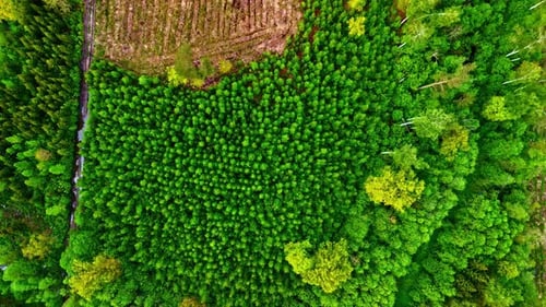 Aerial top-down view of a vibrant green forest forming a dense and even canopy pattern