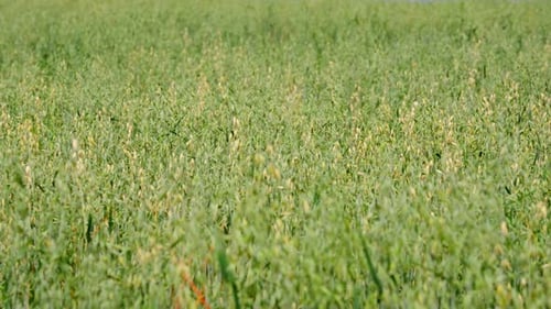 Vast Green Oat Field Moving Gently in Summer Breeze under Sunny Skies