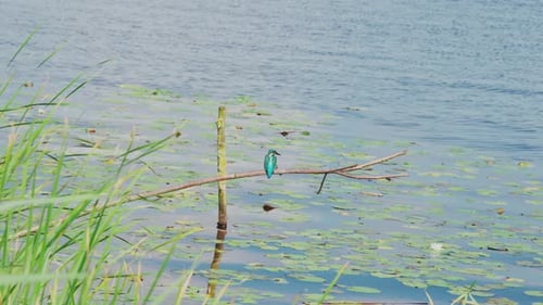 Vue d'ensemble du martin-pêcheur perché sur une branche au-dessus d'un étang idyllique en Frise, aux Pays-Bas, près de l'herbe