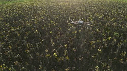 Agricultural Drone Spraying Sunflower Field 09