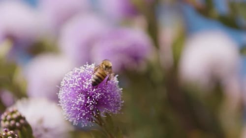 Bienen summen um die Blume im Garten