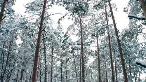 Frost on the trees in the forest. Snowy winter woods view of the winter forest with white fresh snow