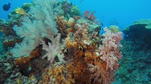 Vibrant Coral Reef Teeming With Fish