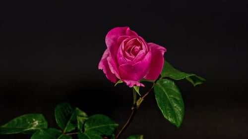 Rose Zeitraffer 4K