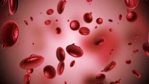 3D Animation of Red Blood Cells Flowing in Bloodstream