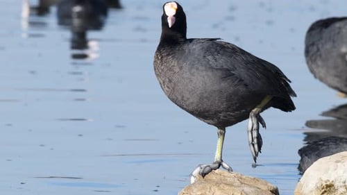 Slow Eurasian Coot