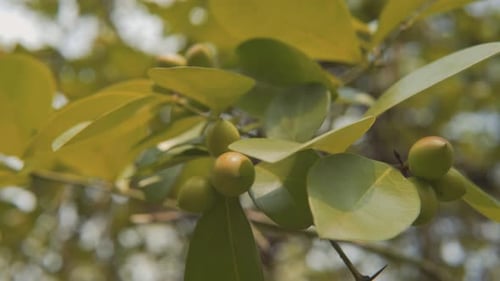 A detailed close up shot of a tree branch showcasing ripe Indian tropical fruits.The vibrant red col
