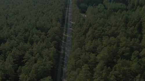 Cars driving through forest road in Poland
