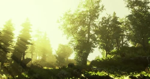 Sunlight Filters Through Trees in a Serene Forest Landscape