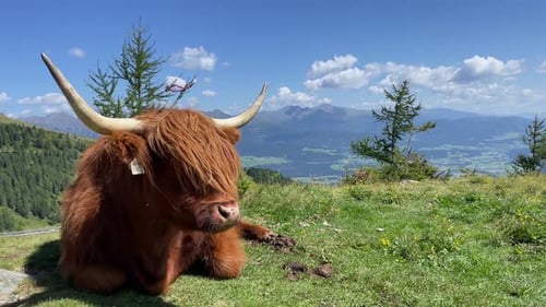 A beautiful brown bull lies on top of a mountain in the Alps.