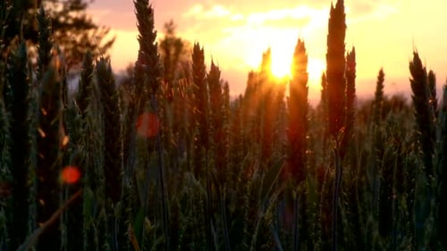 Field of Wheat at Sunset