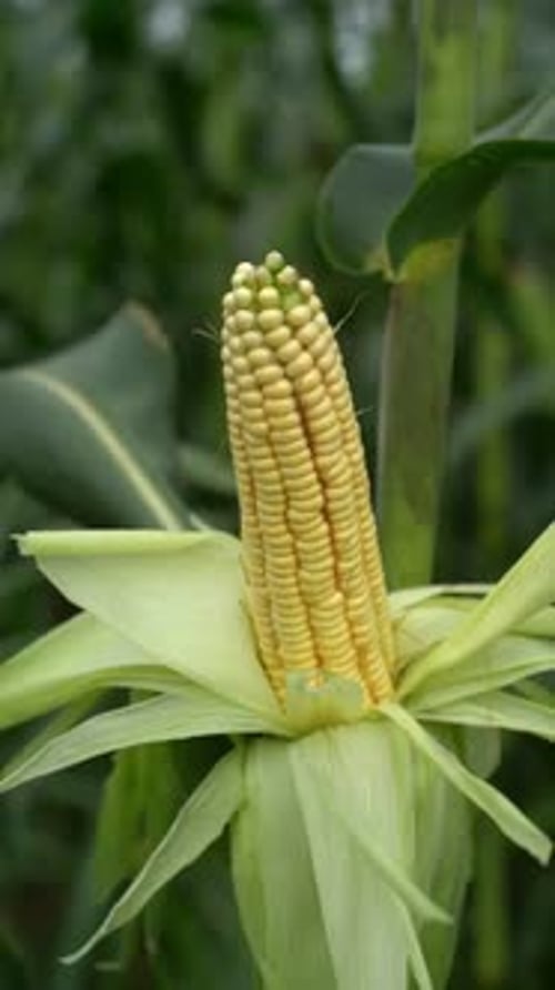 Ripe Corn on the Stalk in a Field